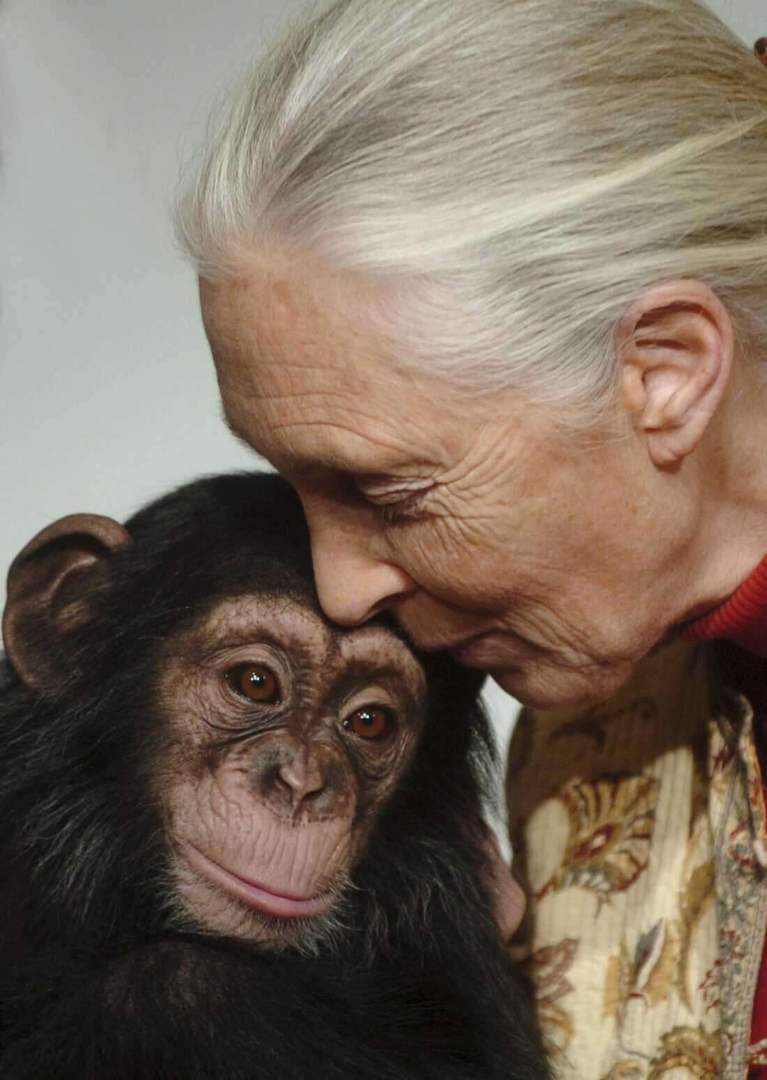 Una Jane Goodell de cabello canoso apoya suavemente la frente contra la cabeza de un chimpanc&eacute;; ambos muestran una expresi&oacute;n serena y cari&ntilde;osa.