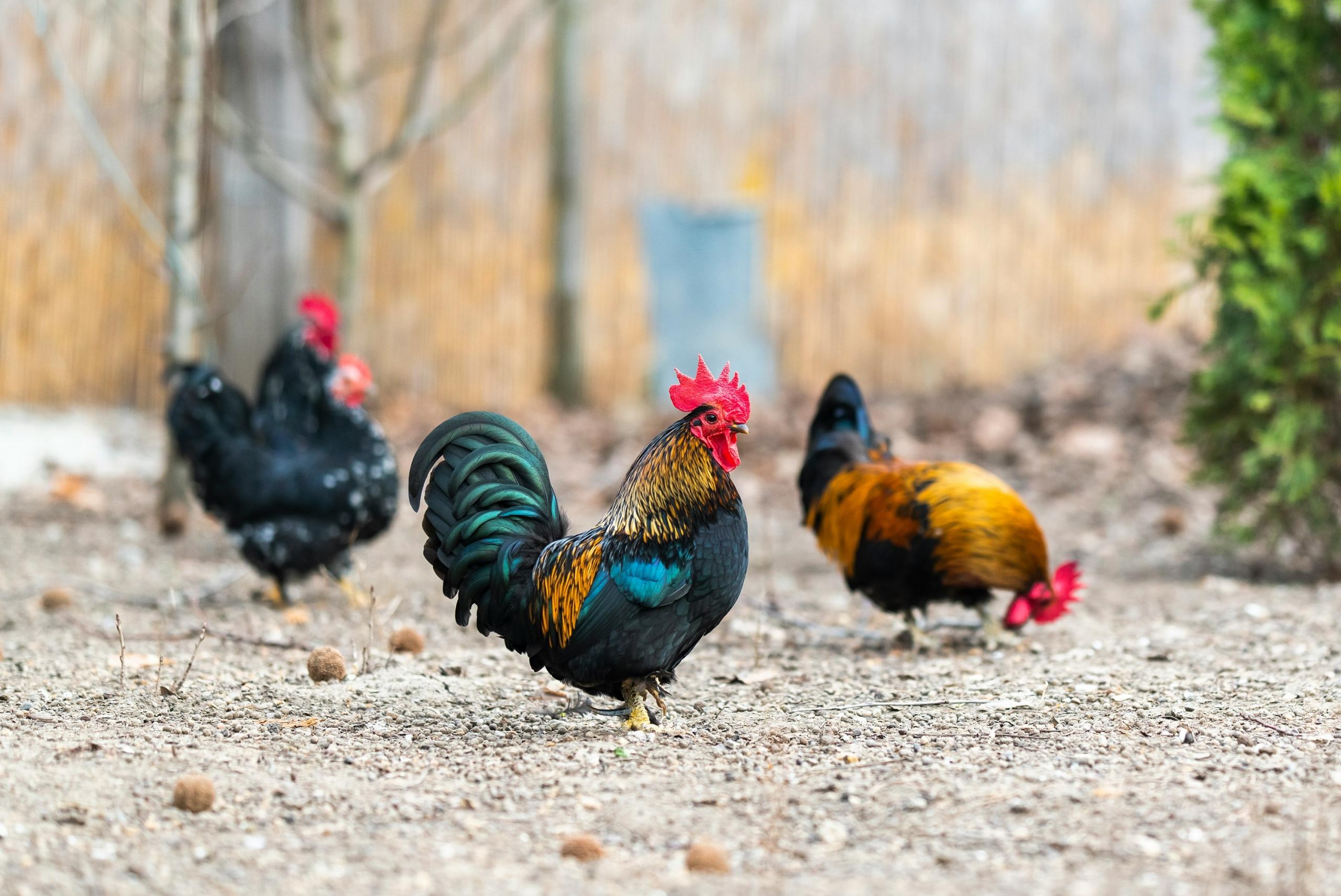 gallos
